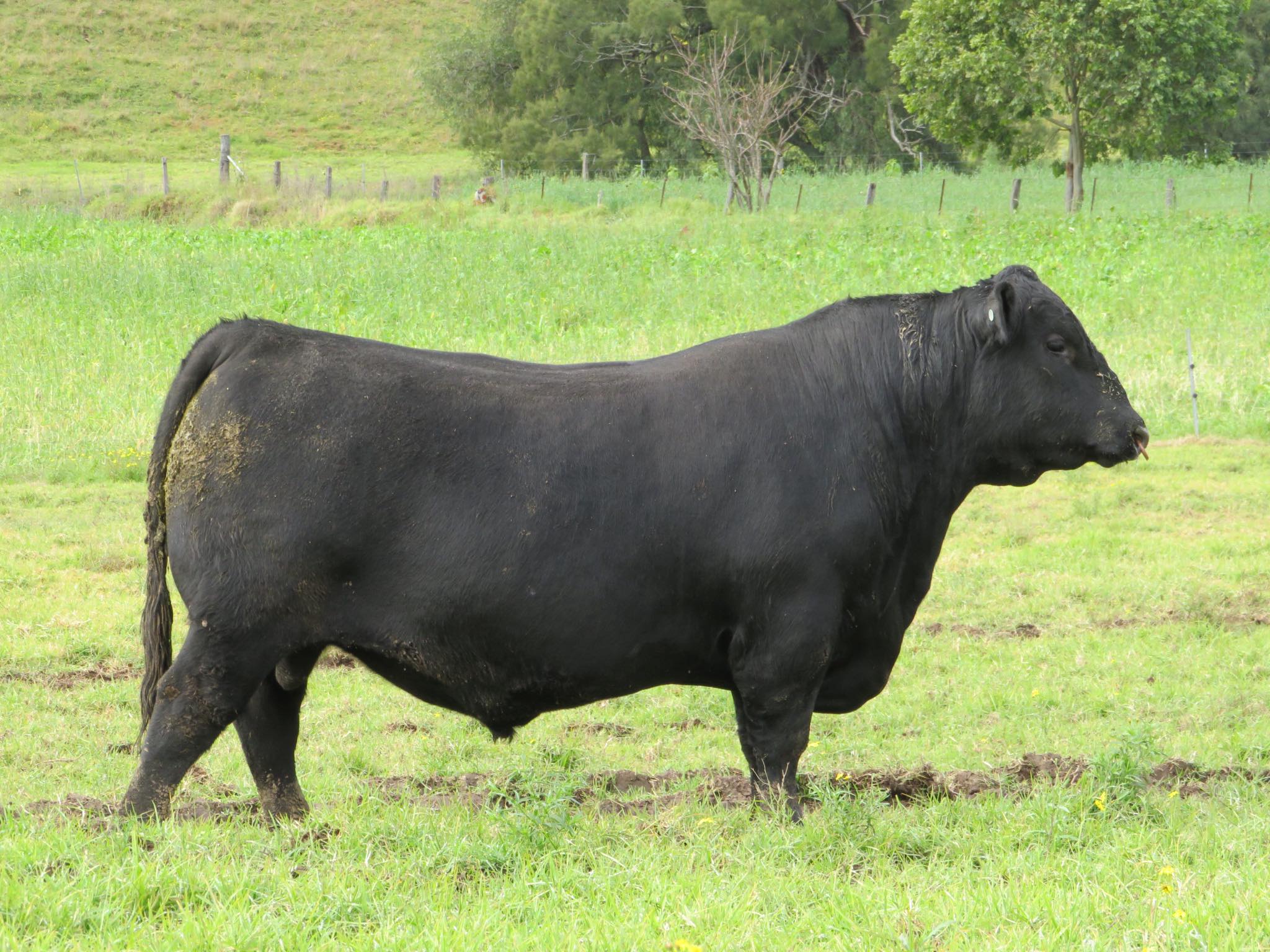 Pentire Trailblazer U42